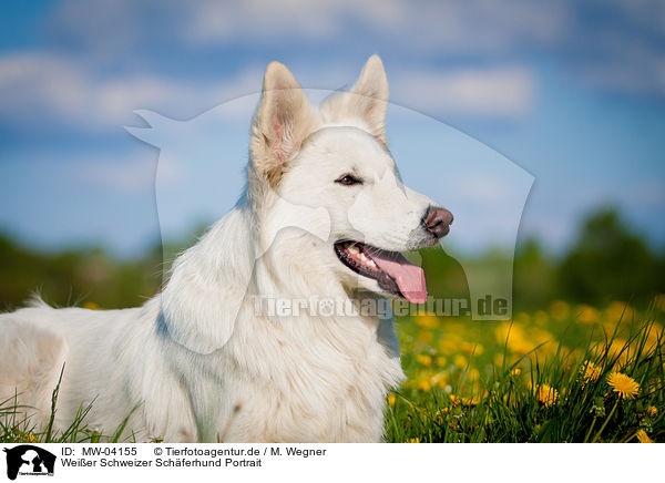 Weier Schweizer Schferhund Portrait / MW-04155