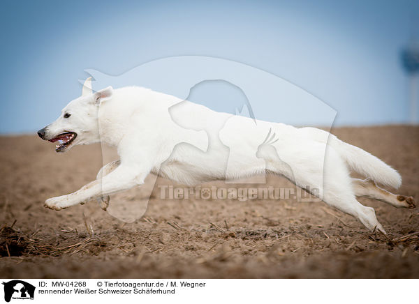 rennender Weier Schweizer Schferhund / running White Swiss Shepherd Dog / MW-04268
