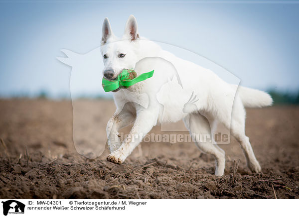 rennender Weier Schweizer Schferhund / running White Swiss Shepherd Dog / MW-04301