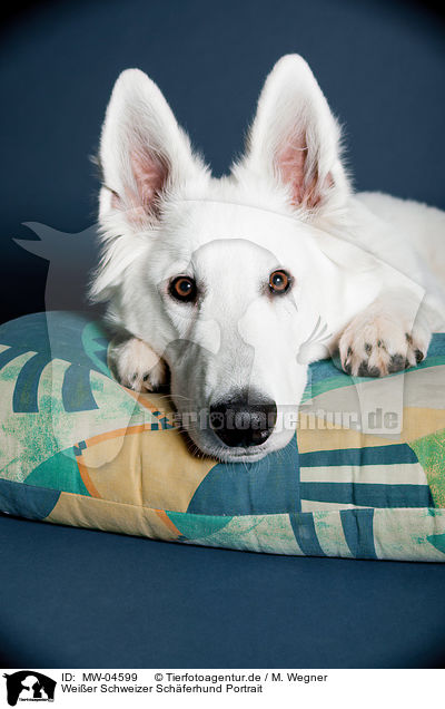 Weier Schweizer Schferhund Portrait / Berger Blanc Suisse Portrait / MW-04599