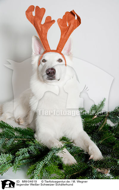 liegender Weier Schweizer Schferhund / lying Berger Blanc Suisse / MW-04619