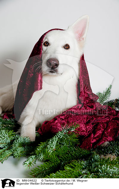 liegender Weier Schweizer Schferhund / lying Berger Blanc Suisse / MW-04622