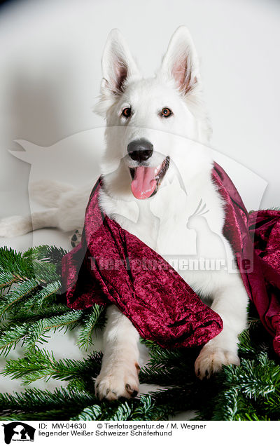 liegender Weier Schweizer Schferhund / lying Berger Blanc Suisse / MW-04630