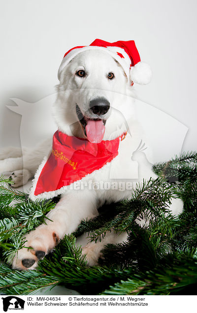 Weier Schweizer Schferhund mit Weihnachtsmtze / Berger Blanc Suisse with santa hat / MW-04634