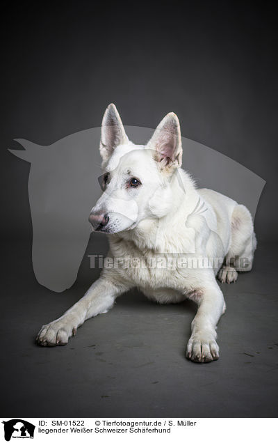 liegender Weier Schweizer Schferhund / SM-01522