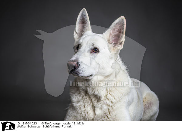 Weier Schweizer Schferhund Portrait / SM-01523
