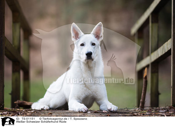 Weier Schweizer Schferhund Rde / male White swiss shepherd dog / TS-01151