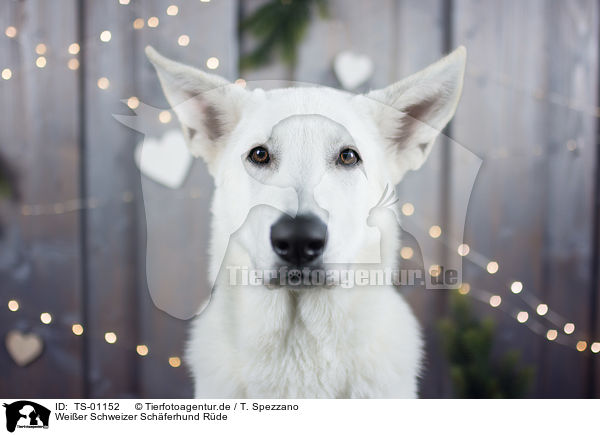 Weier Schweizer Schferhund Rde / TS-01152