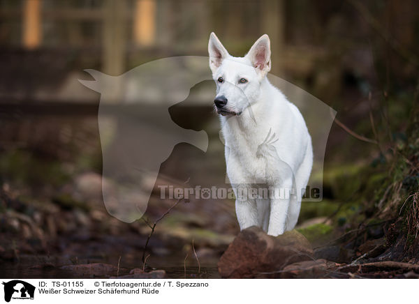 Weier Schweizer Schferhund Rde / TS-01155