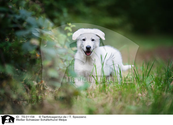 Weier Schweizer Schferhund Welpe / TS-01158