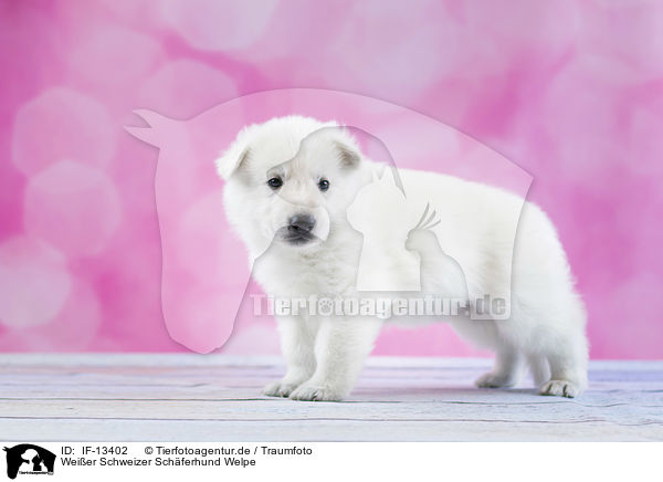 Weier Schweizer Schferhund Welpe / IF-13402