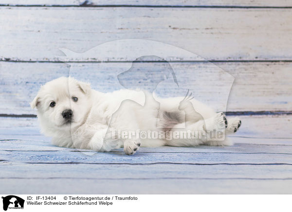 Weier Schweizer Schferhund Welpe / IF-13404