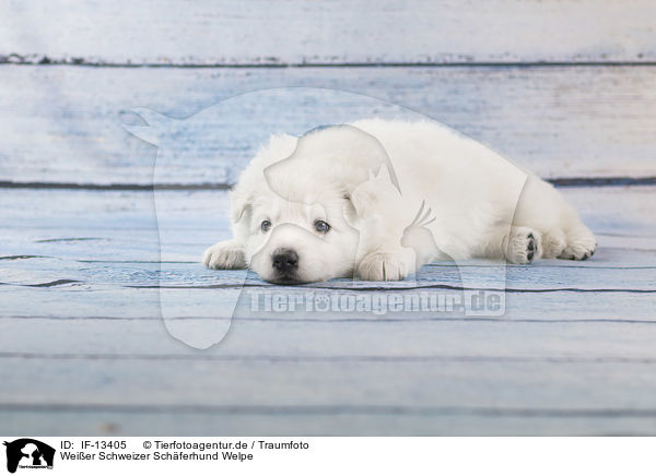Weier Schweizer Schferhund Welpe / IF-13405