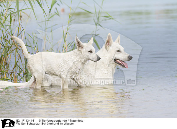 Weier Schweizer Schferhund im Wasser / White Swiss Shepherd in the Water / IF-13414