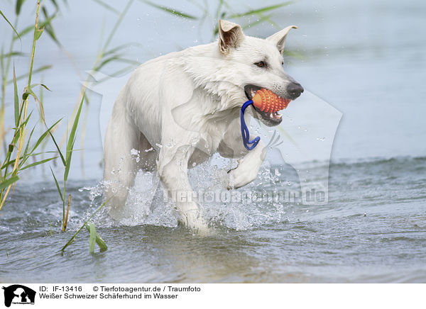 Weier Schweizer Schferhund im Wasser / White Swiss Shepherd in the Water / IF-13416