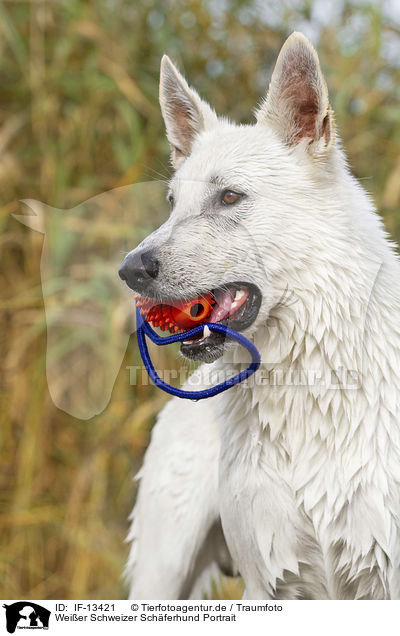 Weier Schweizer Schferhund Portrait / White Swiss Shepherd Portrait / IF-13421
