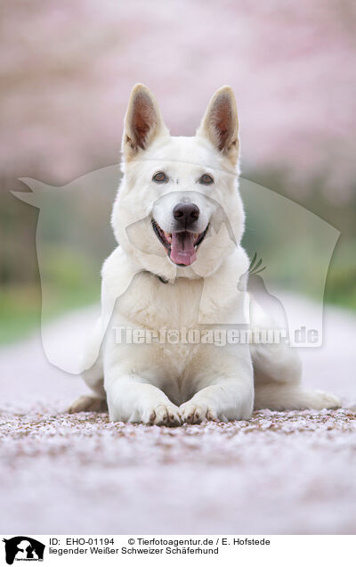 liegender Weier Schweizer Schferhund / EHO-01194