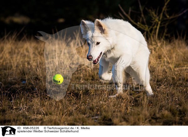 spielender Weier Schweizer Schferhund / playing Berger Blanc Suisse / KMI-05226