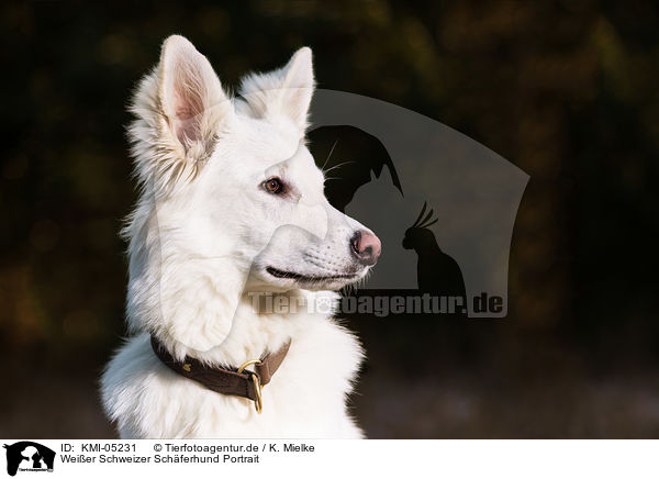 Weier Schweizer Schferhund Portrait / KMI-05231