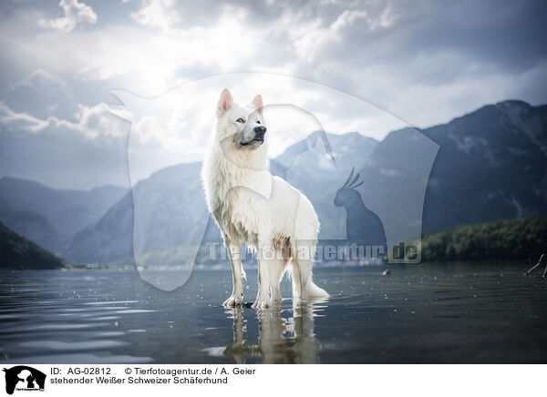 stehender Weier Schweizer Schferhund / standing Berger Blanc Suisse / AG-02812