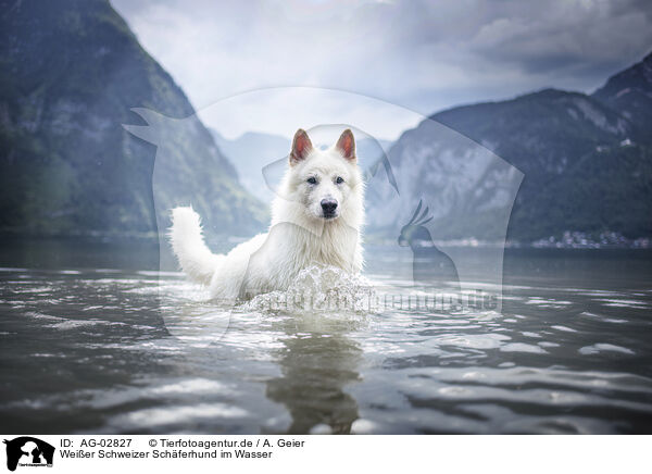 Weier Schweizer Schferhund im Wasser / Berger Blanc Suisse in the water / AG-02827