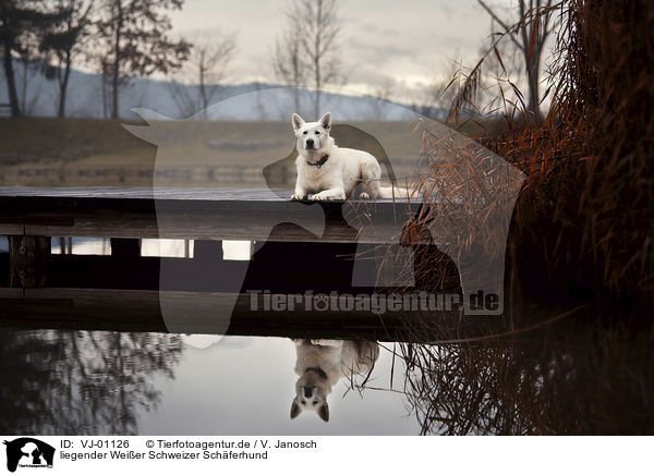 liegender Weier Schweizer Schferhund / VJ-01126