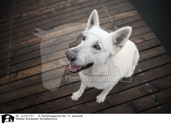 Weier Schweizer Schferhund / VJ-01131