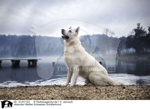 sitzender Weier Schweizer Schferhund / VJ-01132