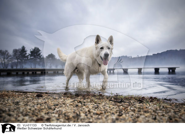 Weier Schweizer Schferhund / VJ-01133
