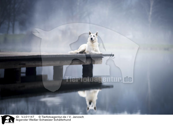 liegender Weier Schweizer Schferhund / VJ-01147