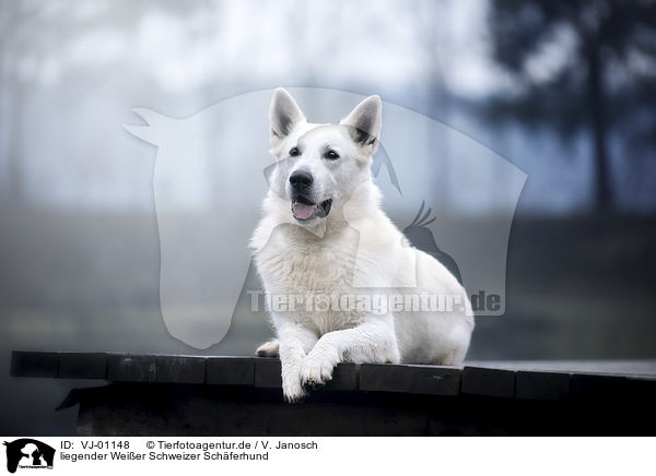 liegender Weier Schweizer Schferhund / lying Berger Blanc Suisse / VJ-01148