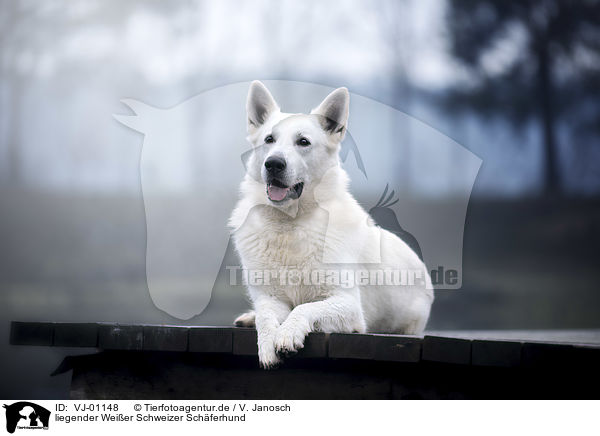 liegender Weier Schweizer Schferhund / VJ-01148