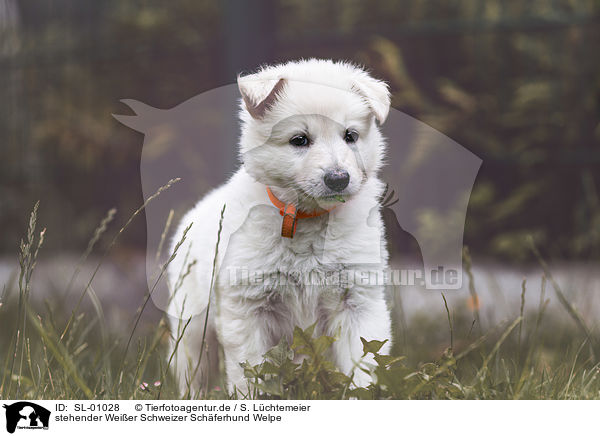 stehender Weier Schweizer Schferhund Welpe / standing White Swiss Shepherd puppy / SL-01028