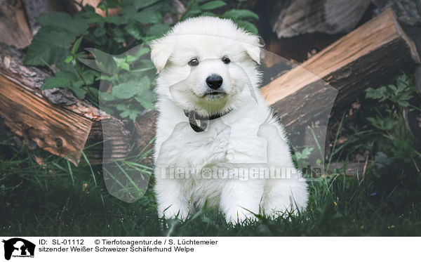 sitzender Weier Schweizer Schferhund Welpe / sitting White Swiss Shepherd puppy / SL-01112