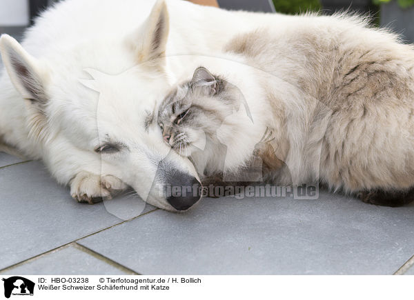 Weier Schweizer Schferhund mit Katze / Berger Blanc Suisse with Cat / HBO-03238