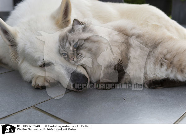 Weier Schweizer Schferhund mit Katze / HBO-03240