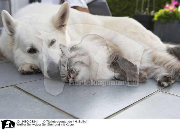 Weier Schweizer Schferhund mit Katze / HBO-03241