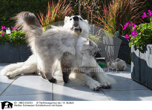 Weier Schweizer Schferhund mit Katze / HBO-03243
