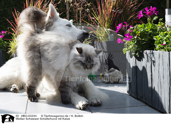 Weier Schweizer Schferhund mit Katze / HBO-03244