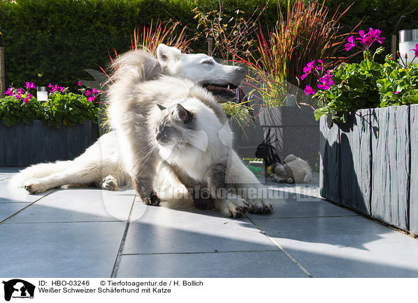 Weier Schweizer Schferhund mit Katze / HBO-03246