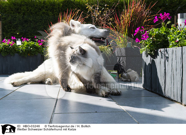 Weier Schweizer Schferhund mit Katze / Berger Blanc Suisse with Cat / HBO-03246
