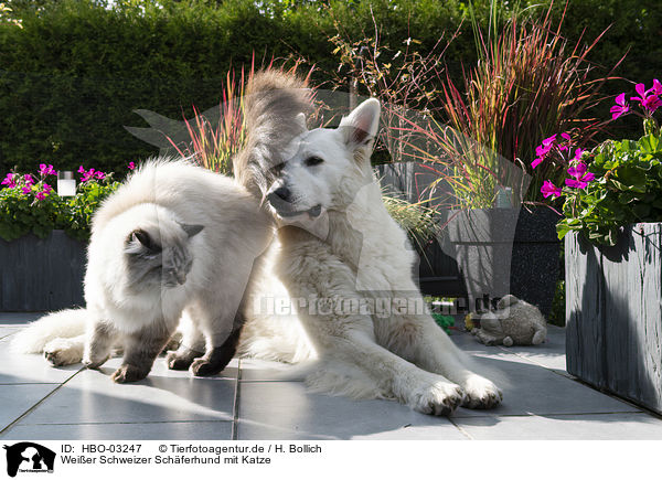 Weier Schweizer Schferhund mit Katze / HBO-03247