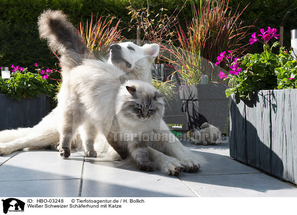 Weier Schweizer Schferhund mit Katze / HBO-03248