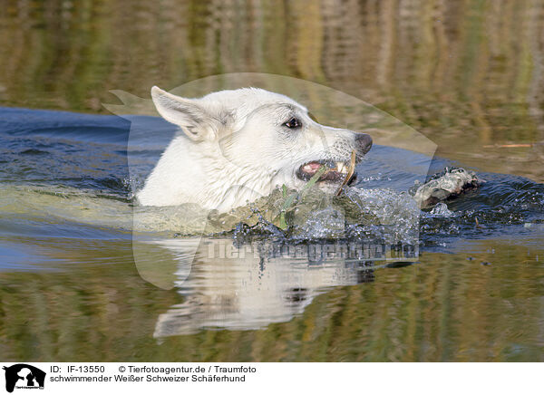 schwimmender Wei�er Schweizer Sch�ferhund / swimming White Swiss Shepherd / IF-13550