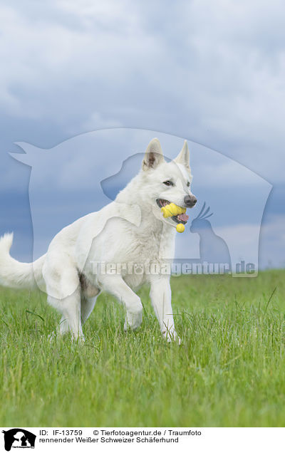 rennender Weier Schweizer Schferhund / IF-13759