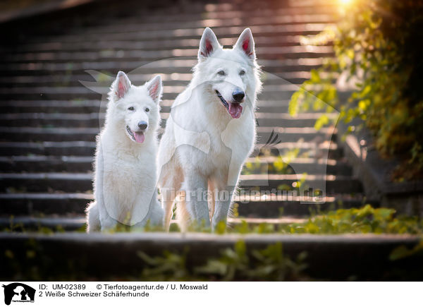 2 Weie Schweizer Schferhunde / UM-02389