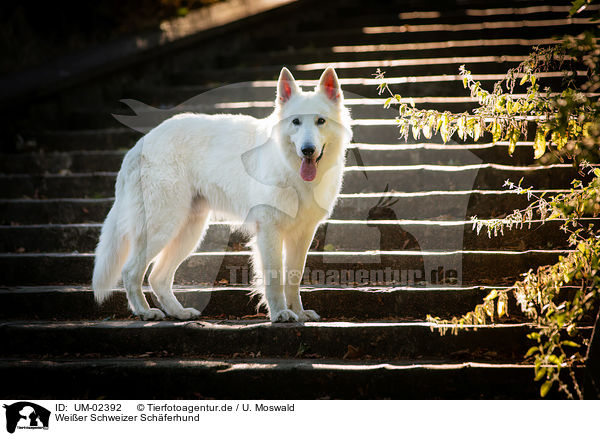 Weier Schweizer Schferhund / UM-02392