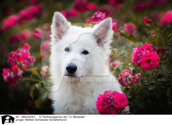 junger Weier Schweizer Schferhund / UM-02402