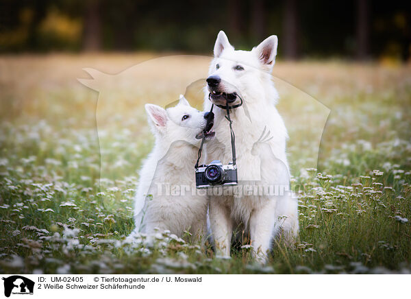 2 Weie Schweizer Schferhunde / UM-02405