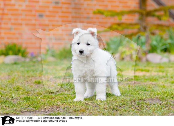 Weier Schweizer Schferhund Welpe / IF-14081